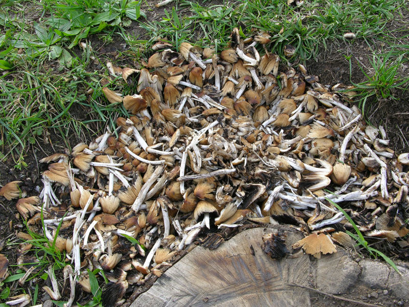 Coprinaceae.